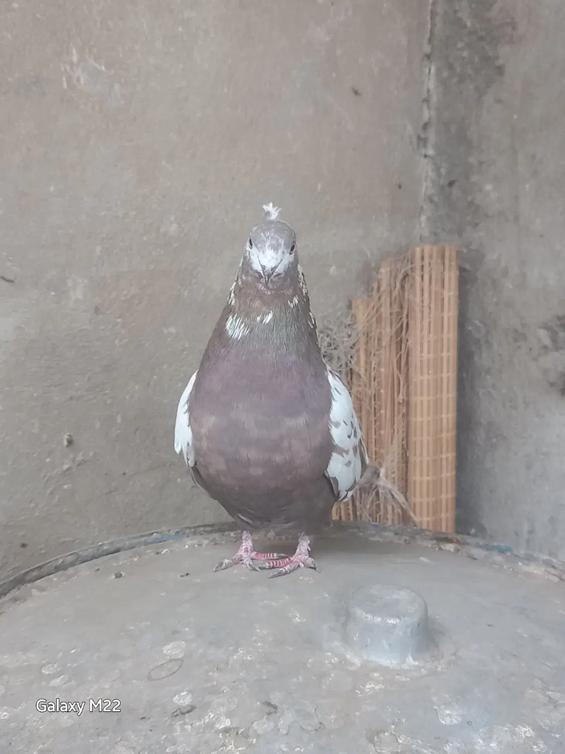 فروش 1 عدد ماده انگلیسی دو رگ|پرنده|تهران, فلسطین (میدان انقلاب)|دیوار