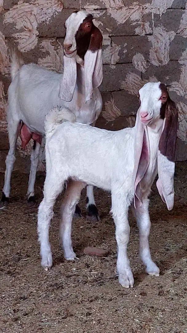 بزگلابی کهره سانن|حیوانات مزرعه|جهرم, |دیوار