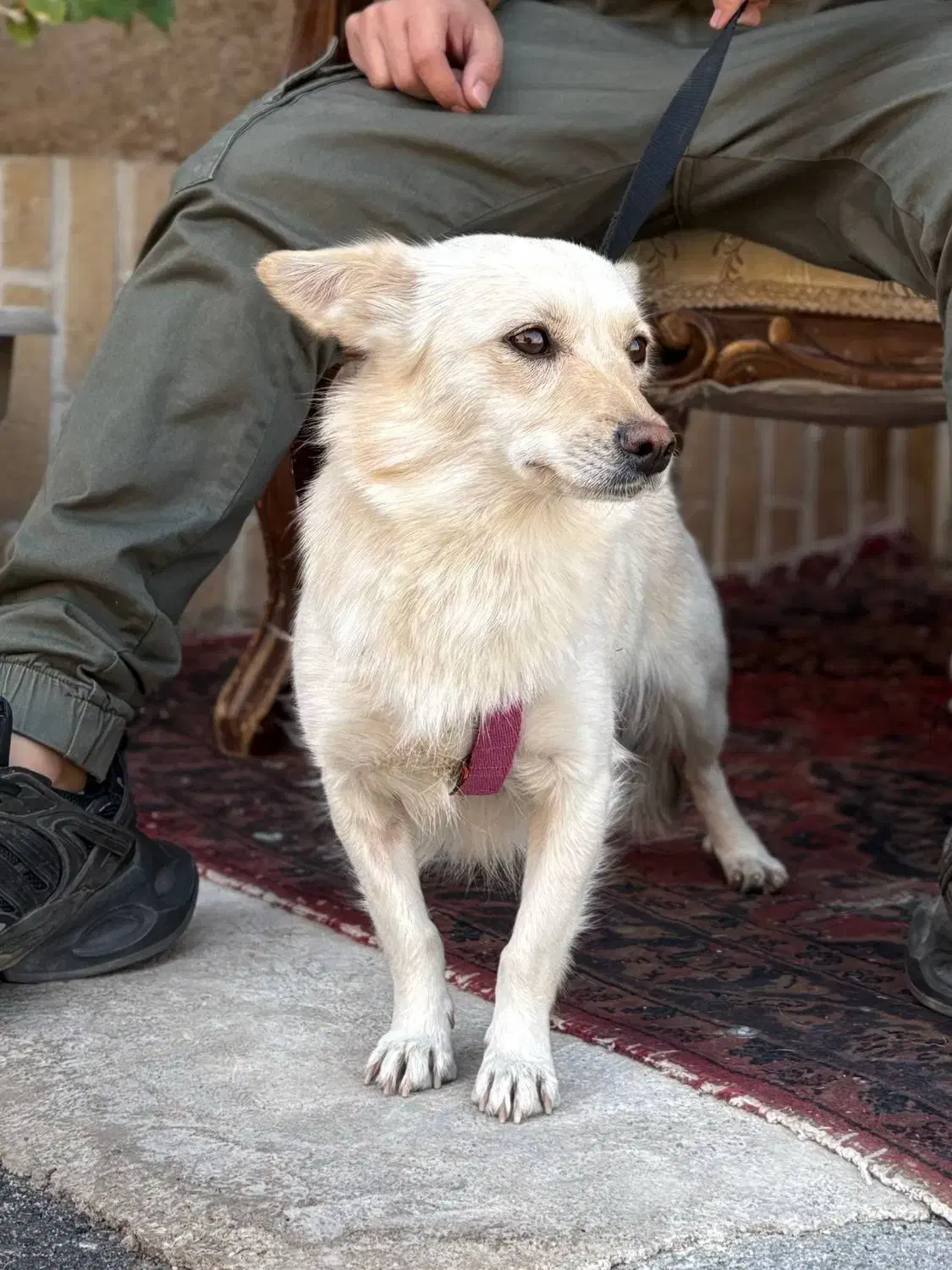 سگ اشپیتز ماده|سگ|یزد, |دیوار