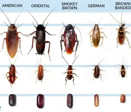 سمپاشی تخصصی و تضمینی ساس،سوسک،مورچه|خدمات نظافت|فردیس, شهرک ۱۱۰|دیوار