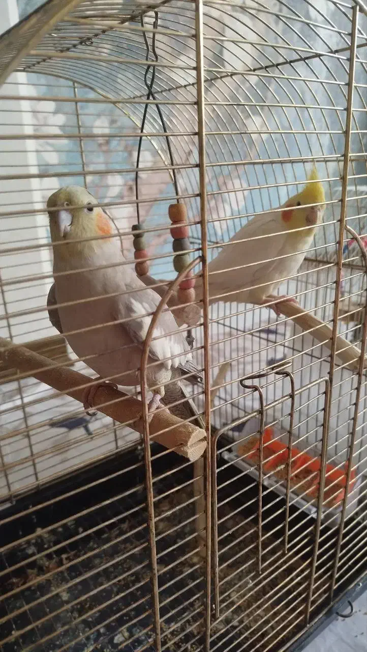 یک جفت عروس هلندی|پرنده|ری, فیروزآبادی|دیوار