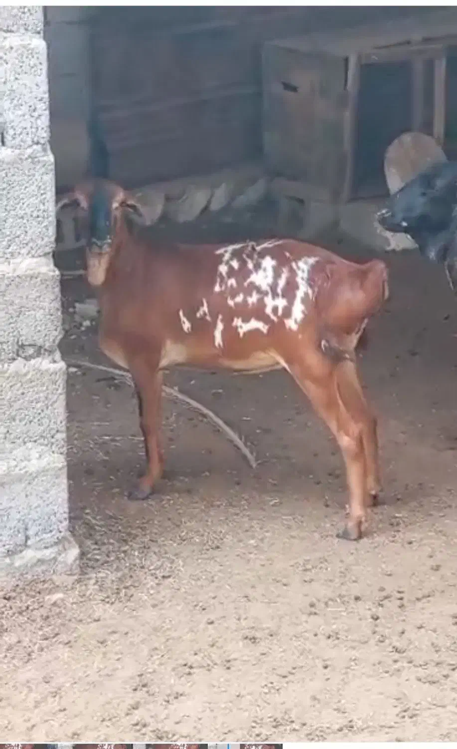 بز دوکهری|حیوانات مزرعه|بندرلنگه, |دیوار