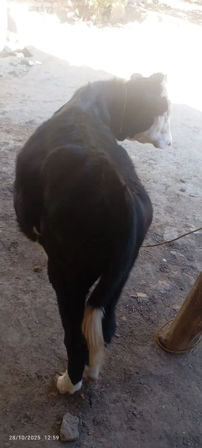 فروش گوساله اصیل|حیوانات مزرعه|فراغی, |دیوار