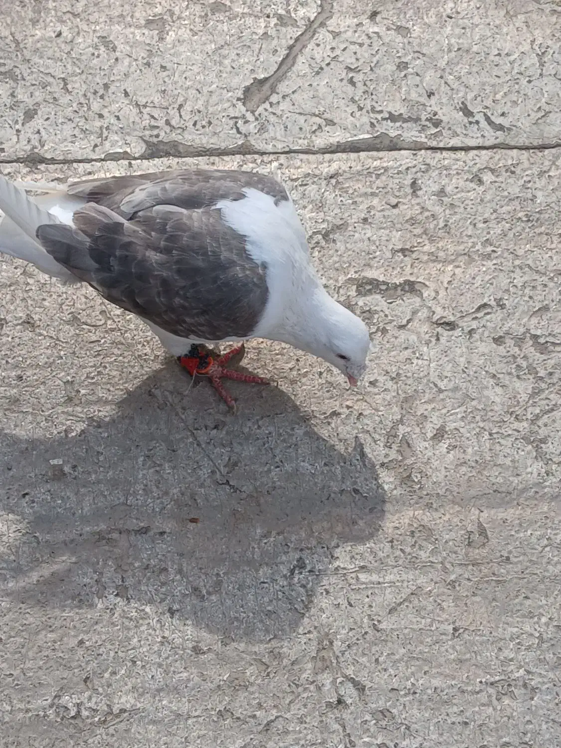 پشت گراف|پرنده|مشهد, رضاییه|دیوار