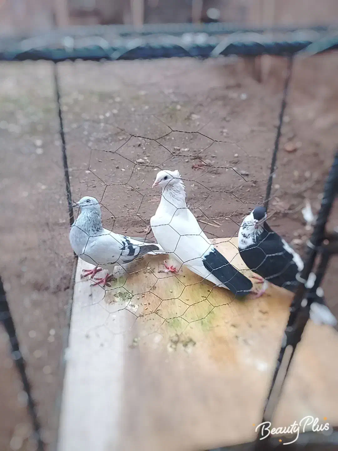 جفتگاهی|پرنده|نیشابور, مازول|دیوار