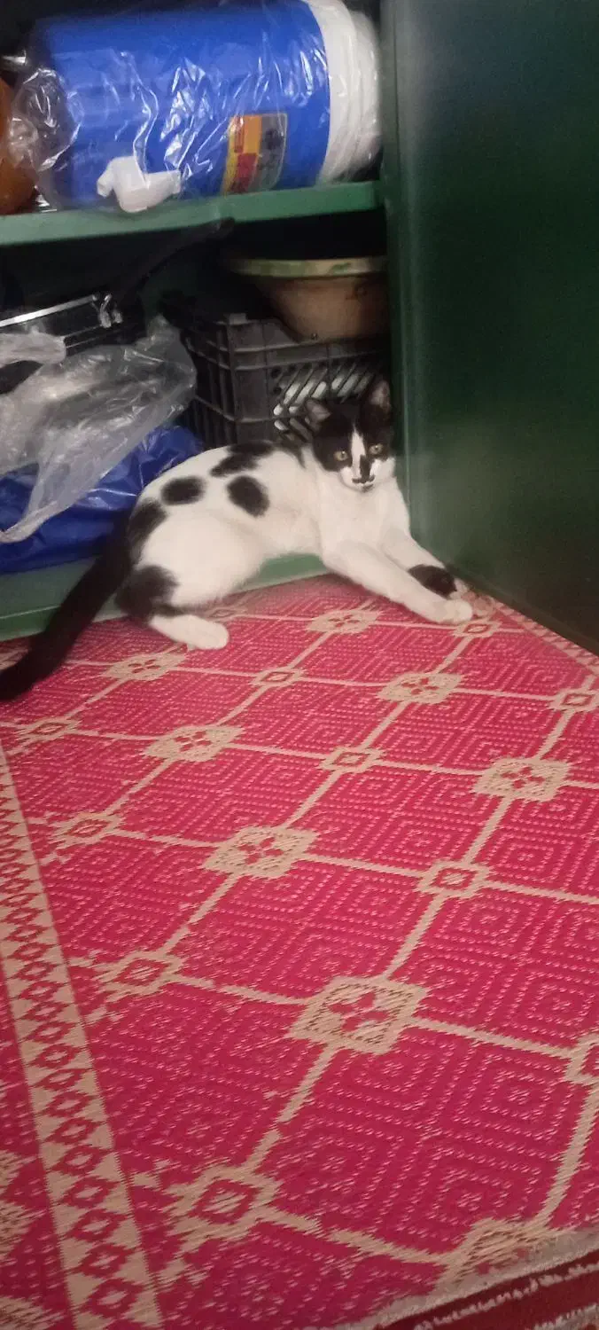 گربه گمشده|حیوانات|داراب, |دیوار