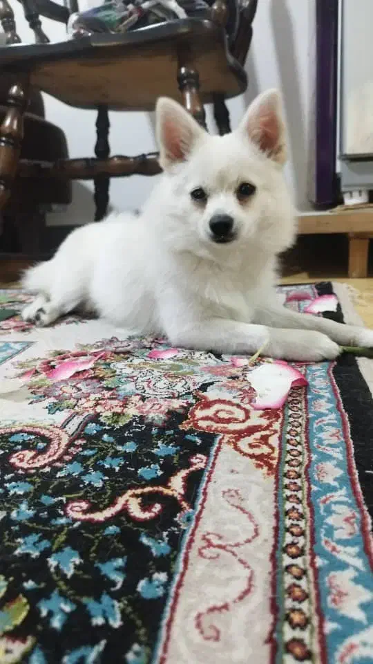 سگ پامر|سگ|کرج, کمال‌شهر|دیوار