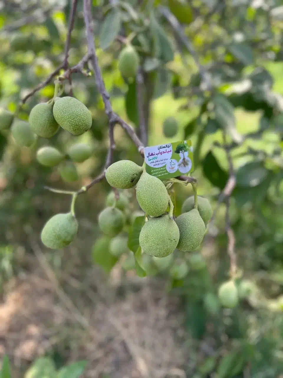 ارائه و تولید نهال گردو جمال|خدمات باغبانی و درختکاری|آشخانه, |دیوار