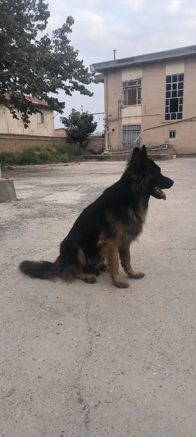 ژرمن شپرد|سگ|گمیشان, |دیوار