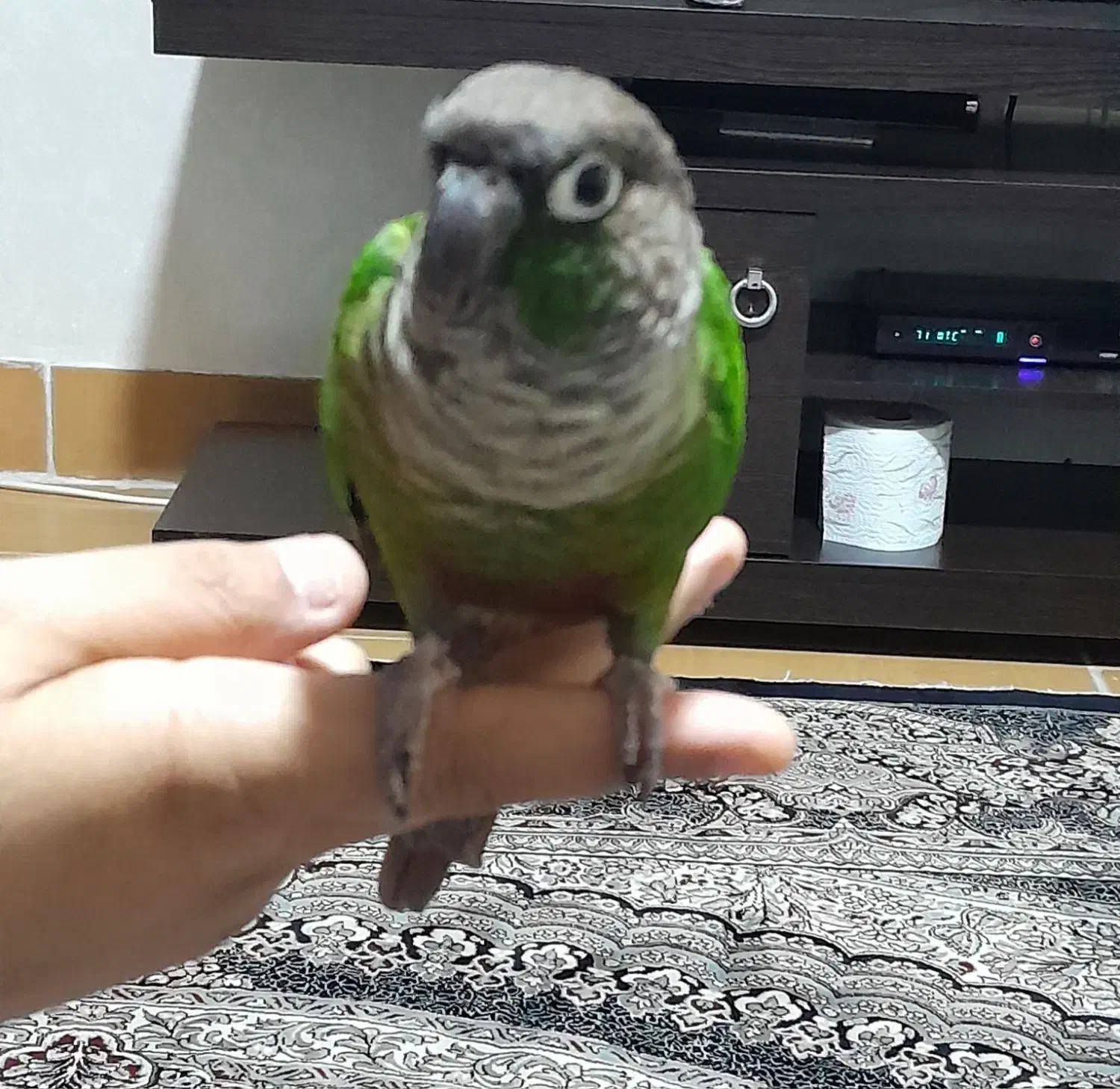 یک عددگرینچیک بازی گوش دستی|پرنده|شاهرود, |دیوار