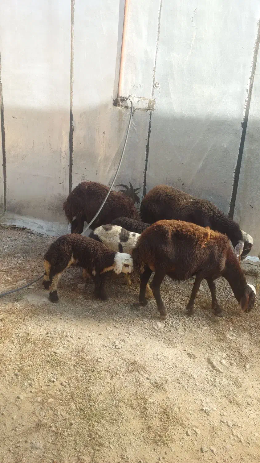 فروش میش بره دار|حیوانات مزرعه|بروجرد, |دیوار