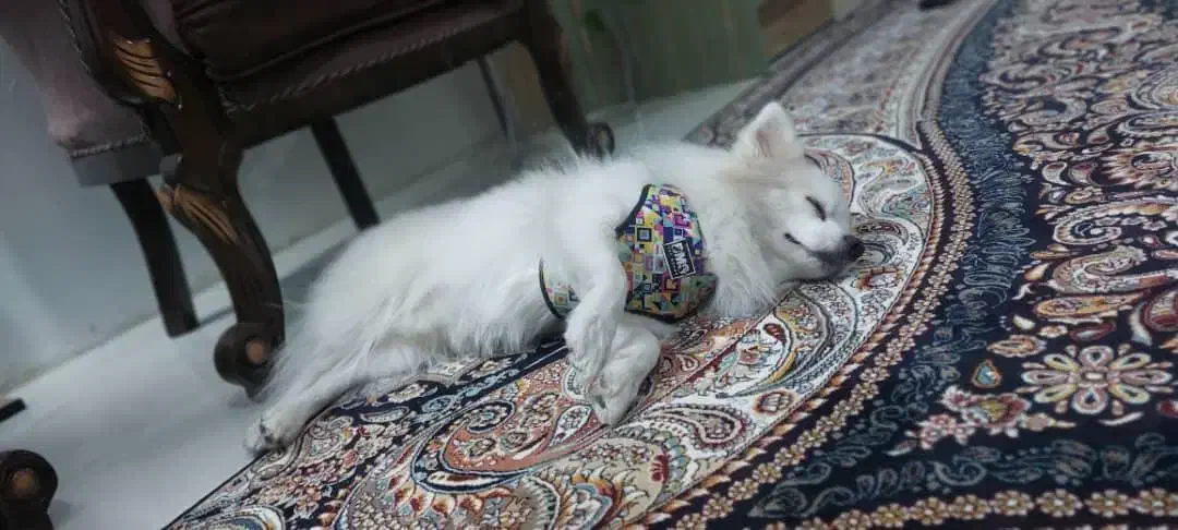 پامر|سگ|شاهین‌شهر, خبرنگار|دیوار