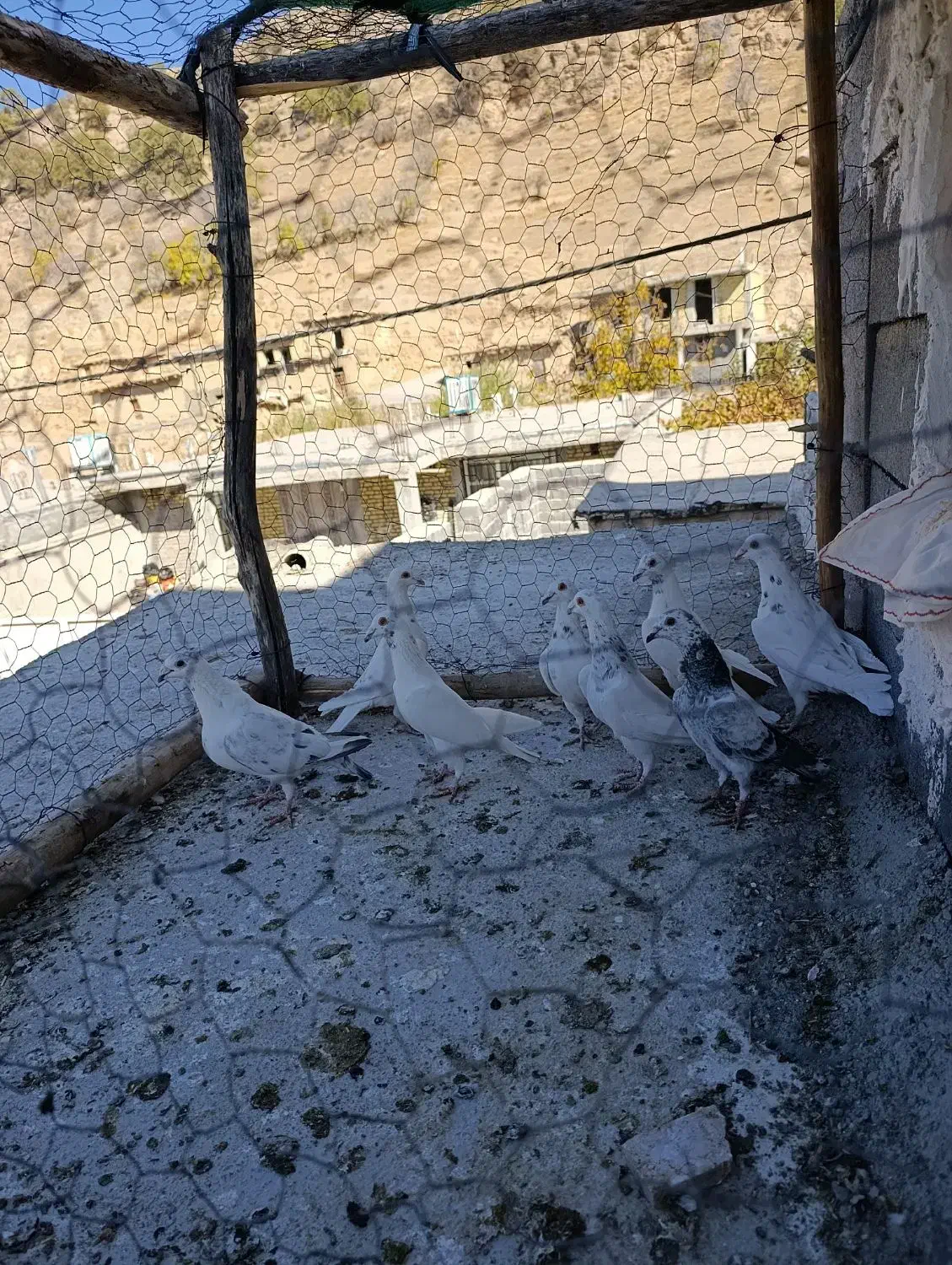 کبوتر پلاکی ذات دار|پرنده|سیسخت, |دیوار