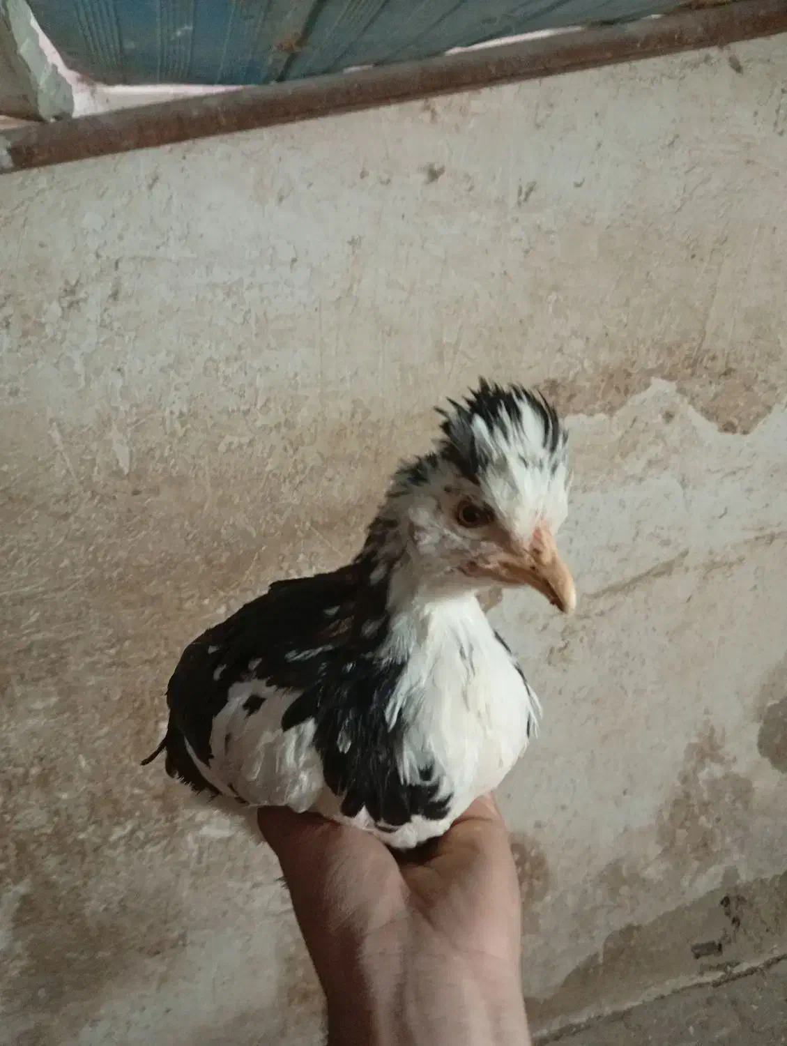 نیمچه مرغ خروس گلین|حیوانات مزرعه|شیراز, احمدآباد|دیوار