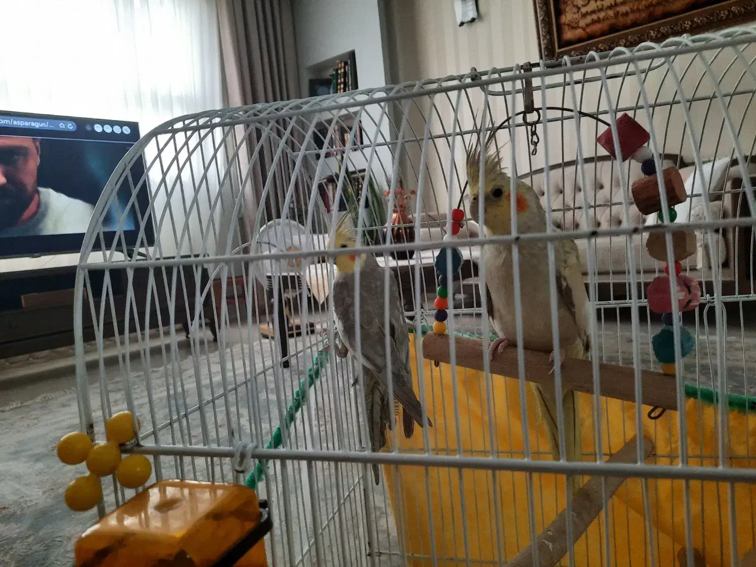 عروس هلندی|پرنده|شیراز, شهرک مفتح|دیوار