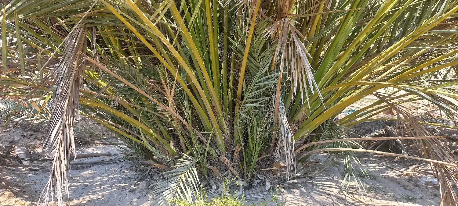 سلام .پاجوش نخل قصب وشاهانی موجود می باشد|گل و گیاه طبیعی|لامرد, |دیوار