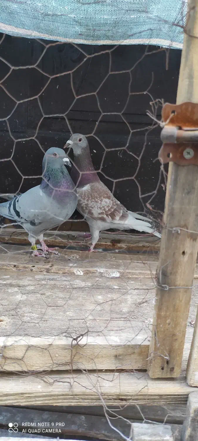 دوماده پلاکی خالص اصل پرینت دار|پرنده|دزفول, |دیوار