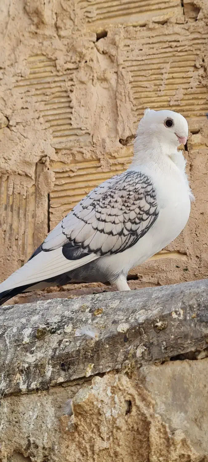 کبوتر ساتن بلژیکی|پرنده|برخوار, |دیوار