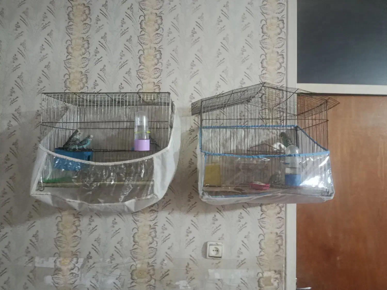 مرغ عشق|پرنده|شیراز, احمدآباد|دیوار