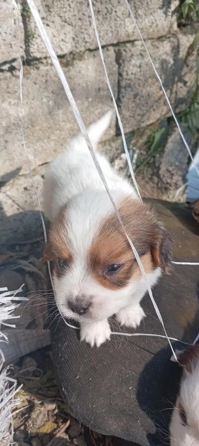 فروش سگ پاکوتاه|سگ|رحیمآباد, |دیوار