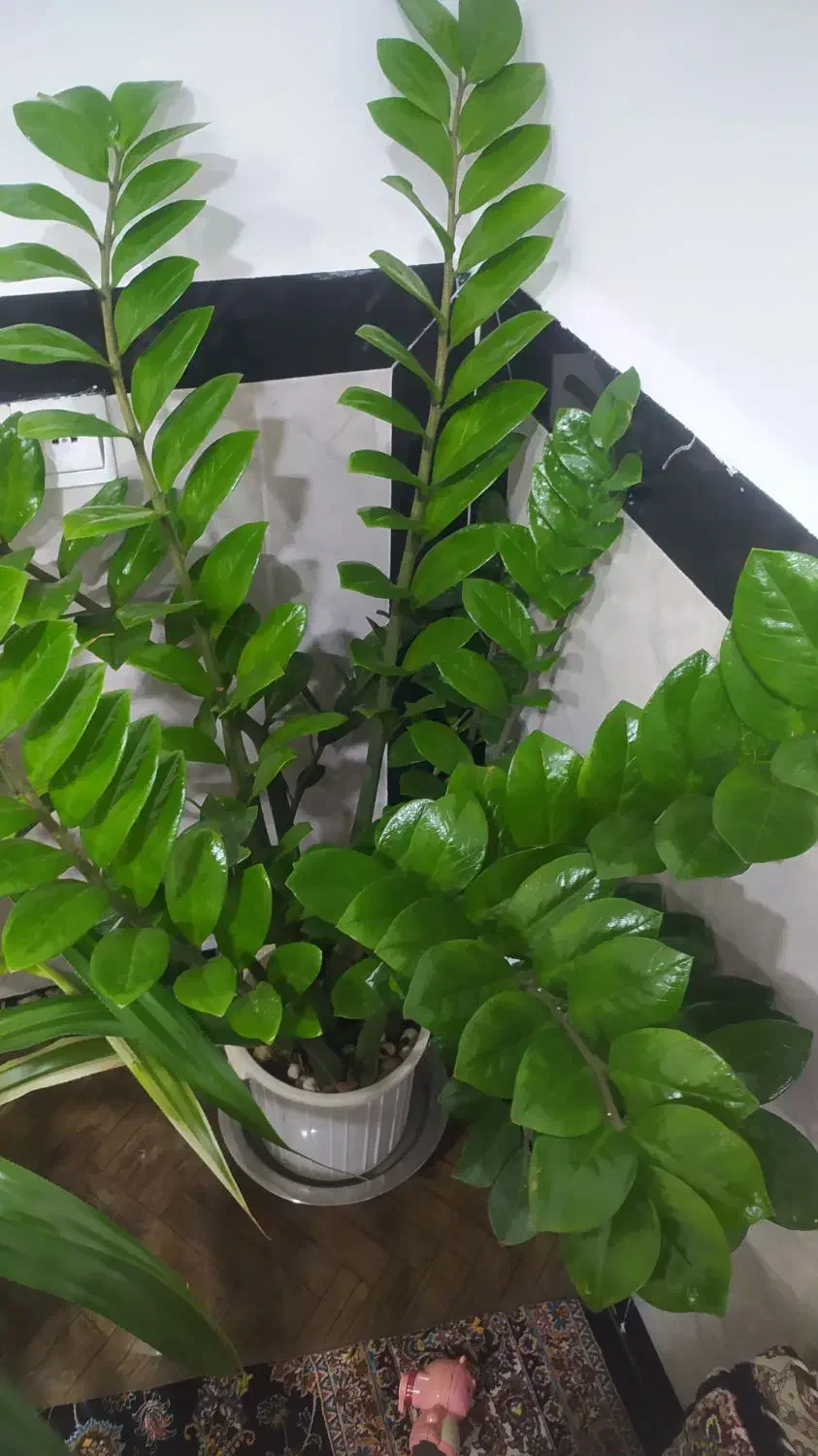 گل زاموفیلیا|گل و گیاه طبیعی|خاو و میرآباد, |دیوار