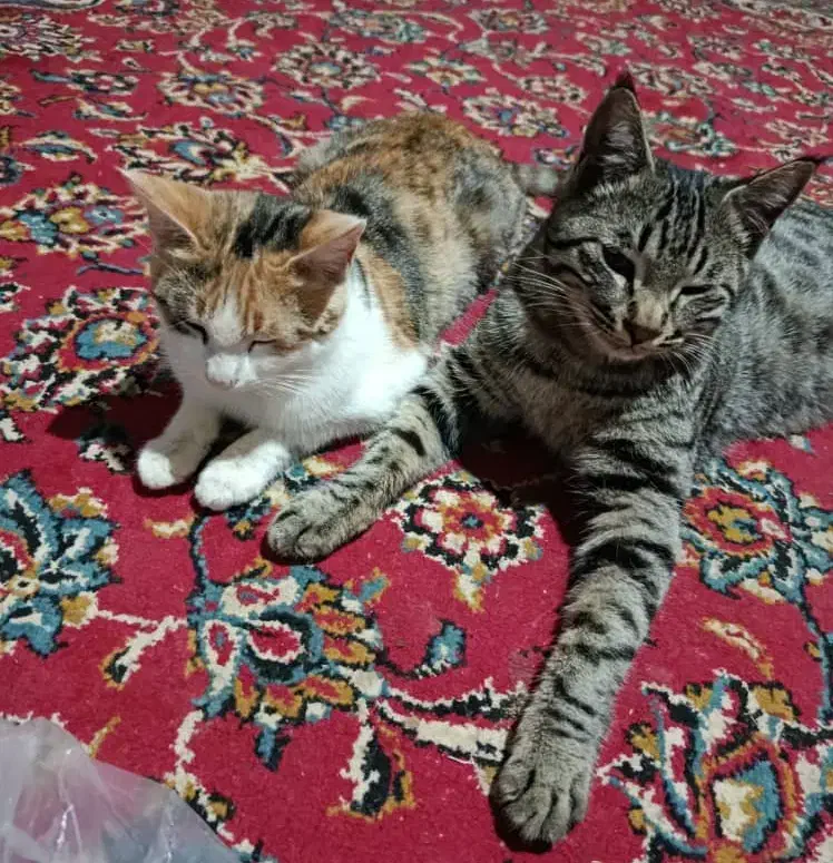 پشک|گربه|اسفراین, |دیوار