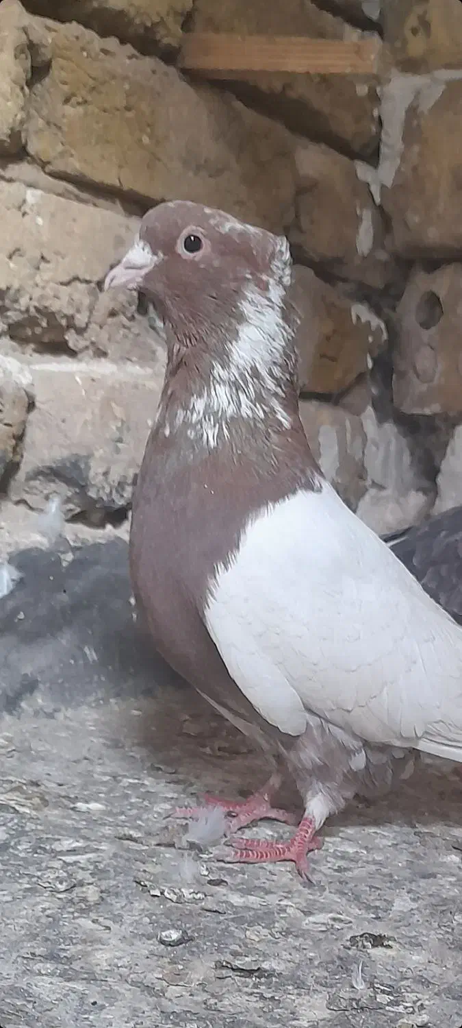 کبوترخوب|پرنده|مشهد, بلال|دیوار