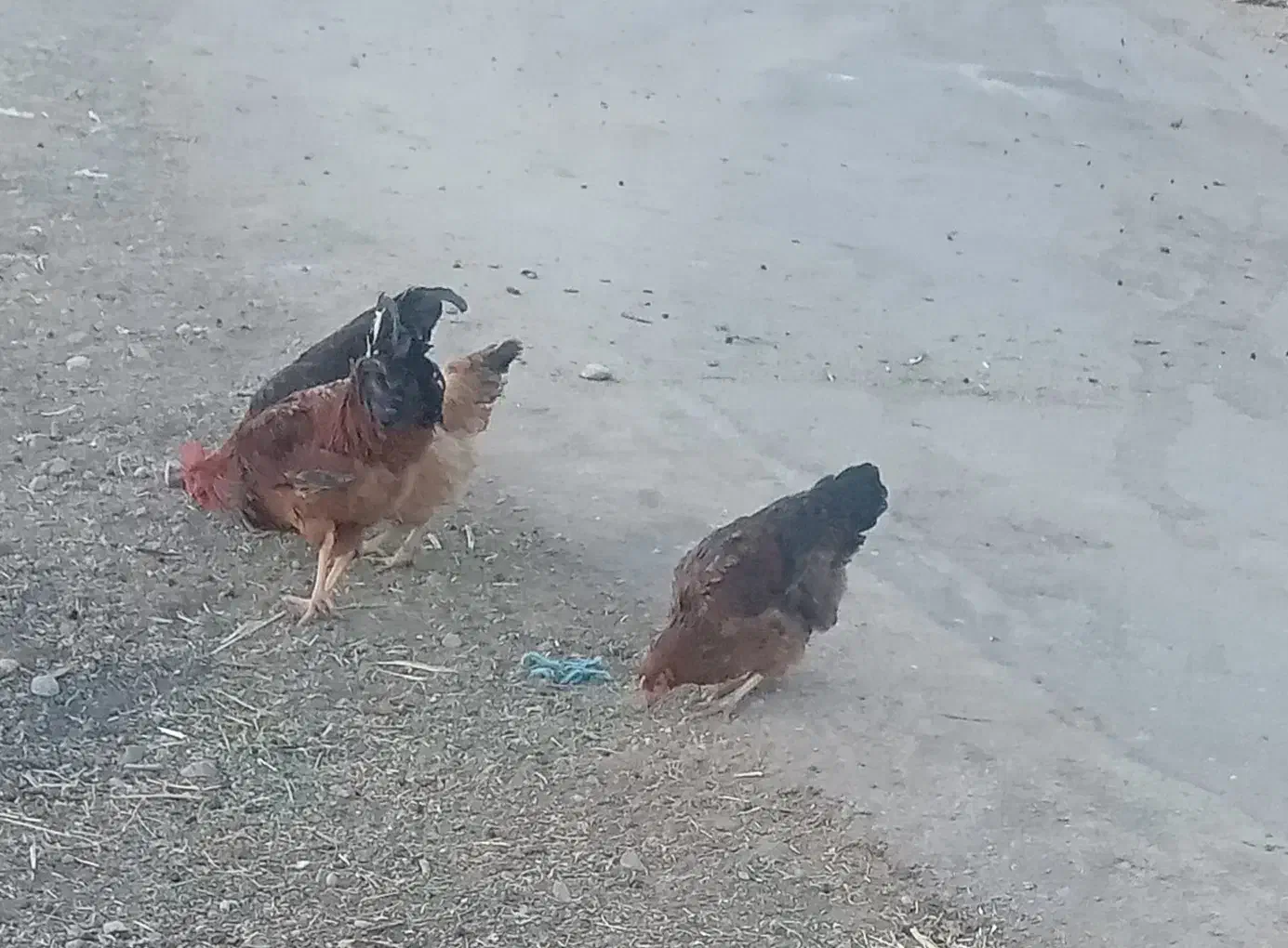 فروش ۱۰عددمرغ|حیوانات مزرعه|کلیائی, |دیوار