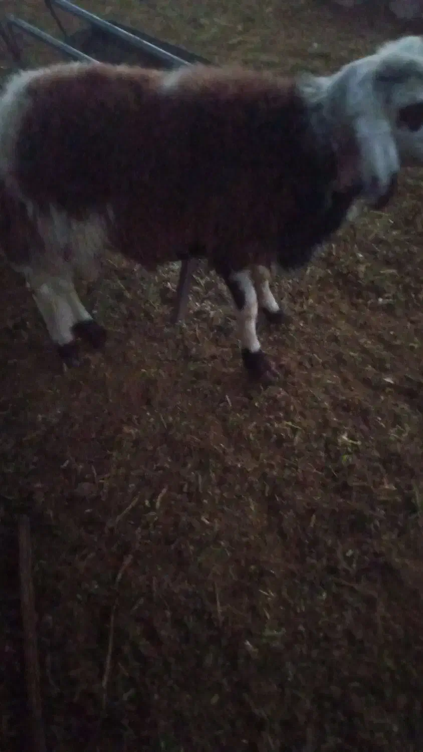 معاوضه میش باتراکتور|حیوانات مزرعه|شهرکرد, |دیوار