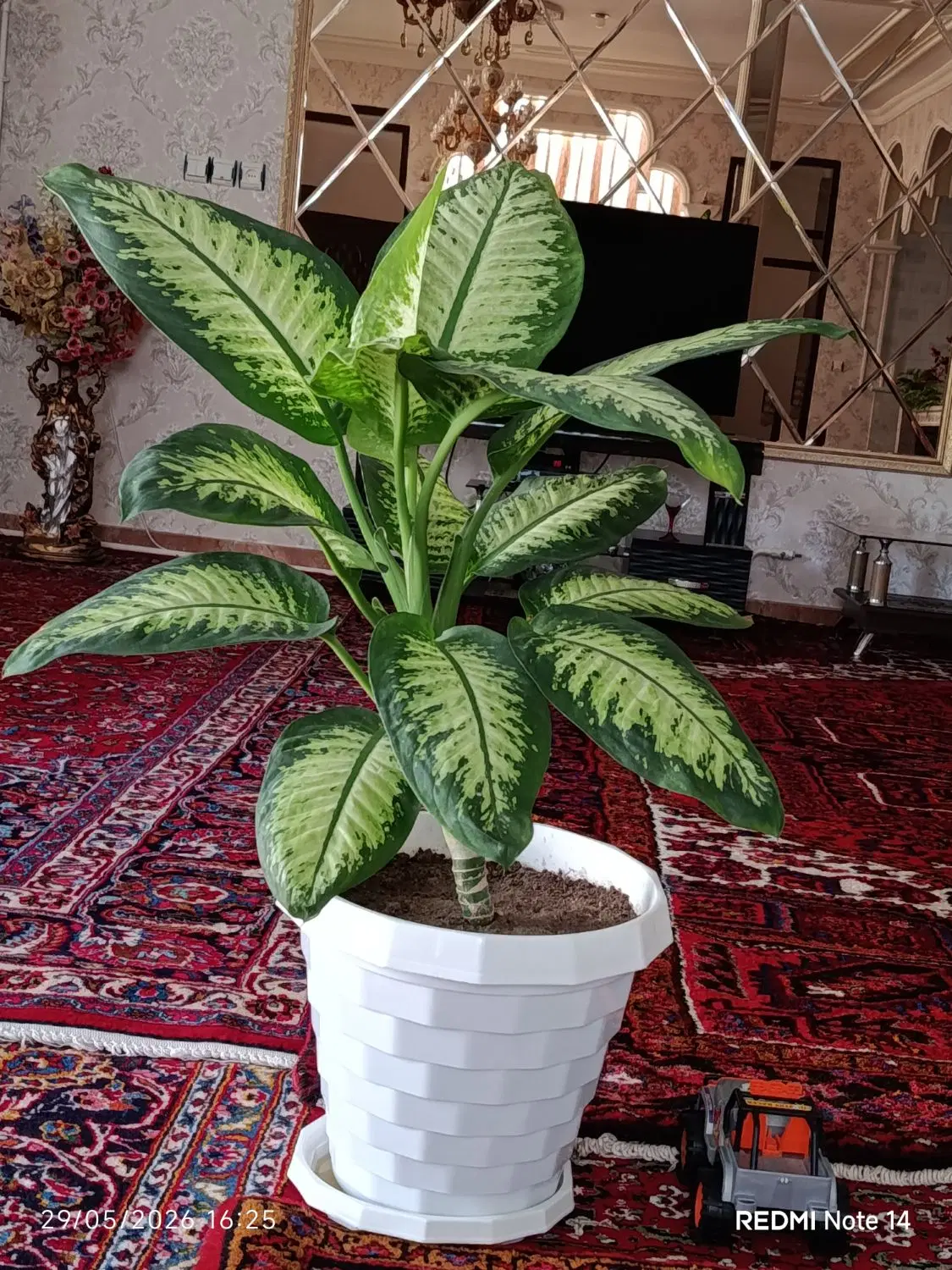 گل وگیاه|گل و گیاه طبیعی|ممقان, |دیوار