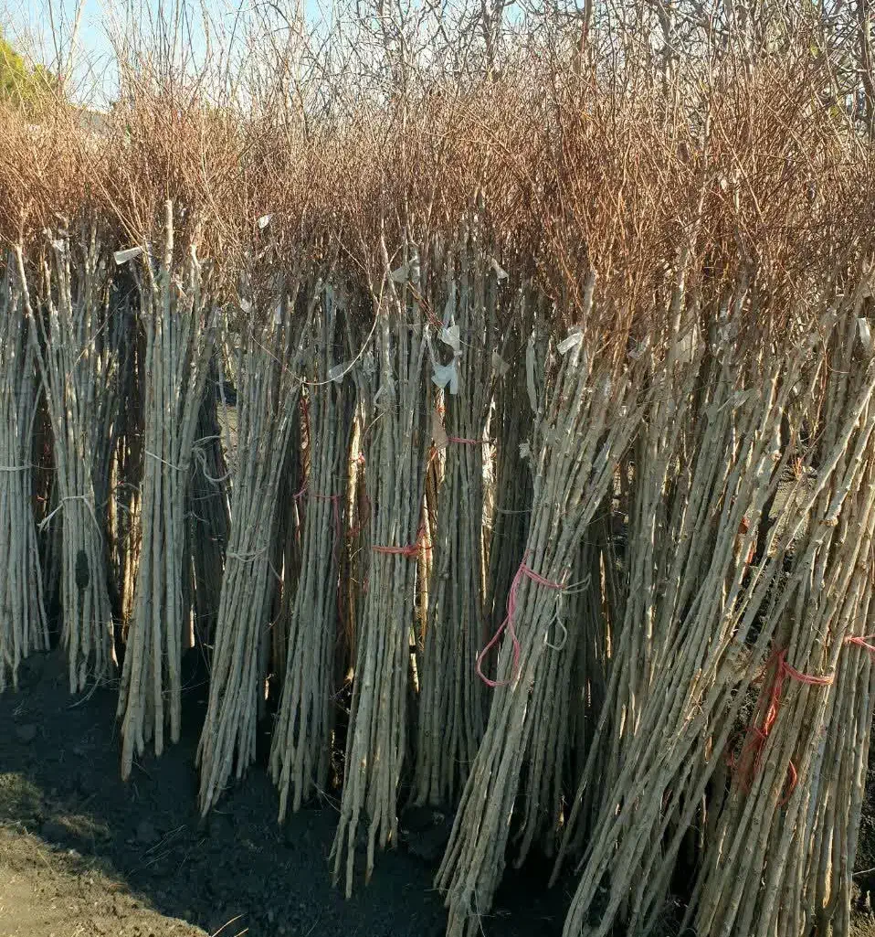 نارون|گل و گیاه طبیعی|مشهد, مشهدقلی|دیوار