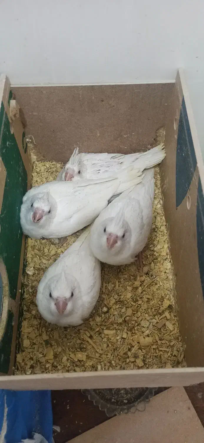 جوجه عروس هلندی البینو|پرنده|اهواز, شهرک اکباتان|دیوار