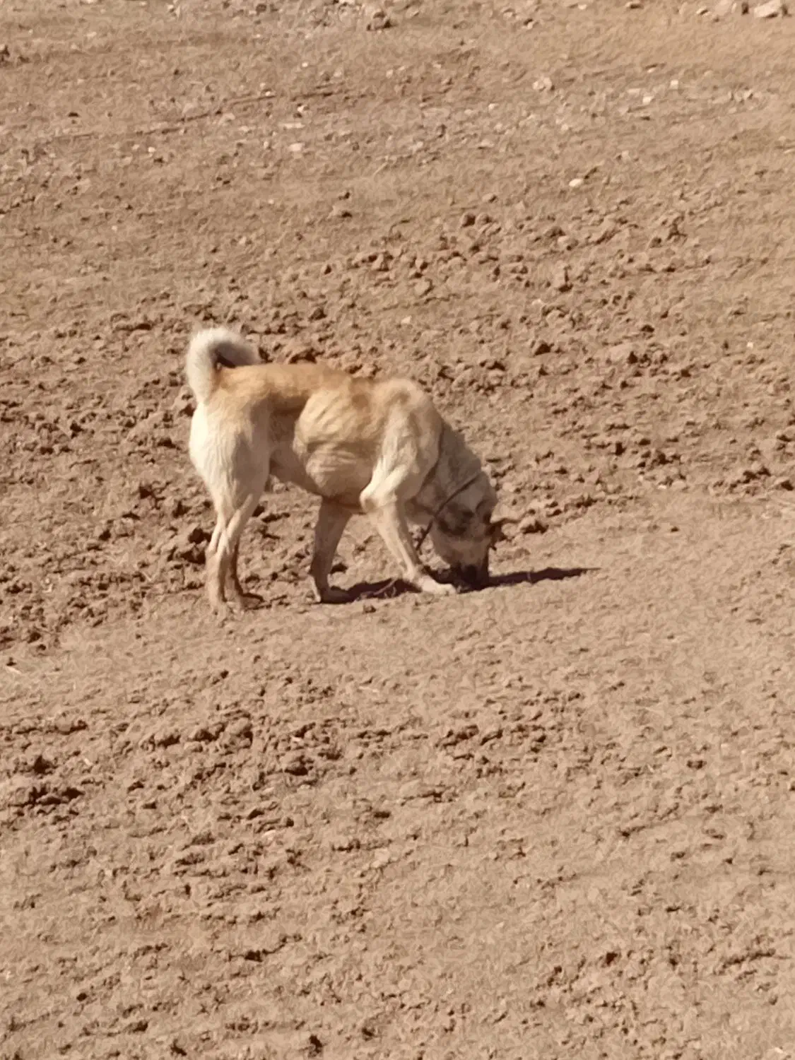 سگ عراقی|سگ|ماهنشان, |دیوار