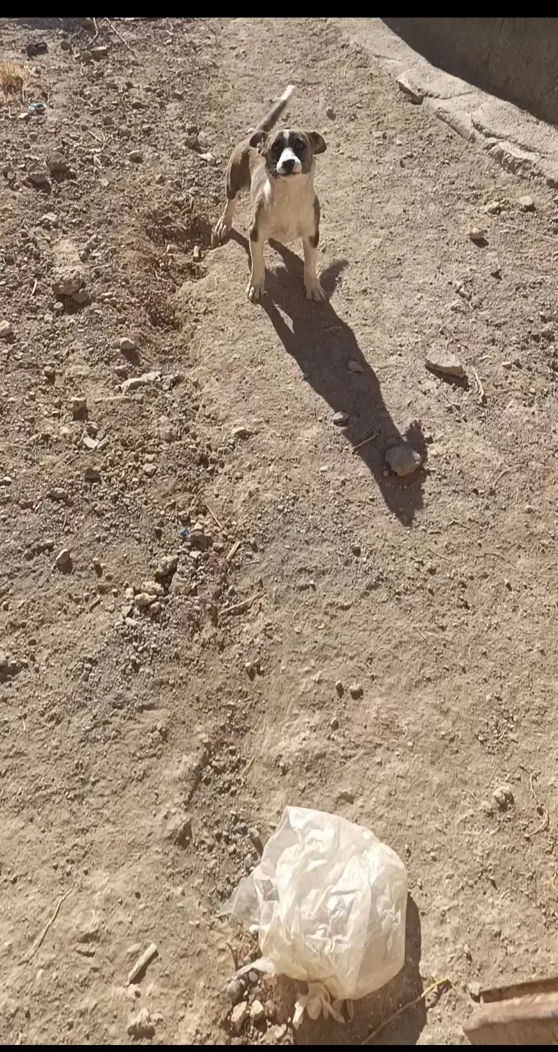 سگ پاپی|سگ|لنجان, |دیوار