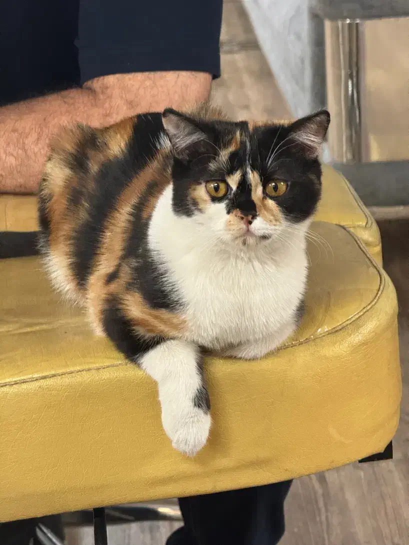 گربه بریتیش پنج ماه و نیم نر و ماده|گربه|تهران, جوانمردان (اندیشه)|دیوار