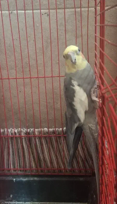 یک جفت عروس هلندی|پرنده|شهریار, شهرک وائین|دیوار