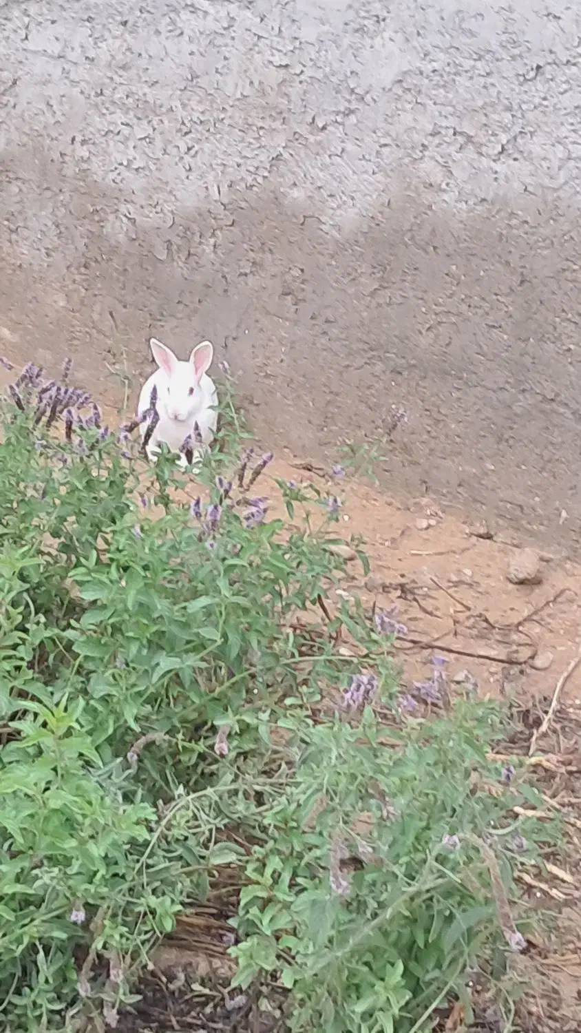 خوگوش|موش و خرگوش|سعدآباد, |دیوار