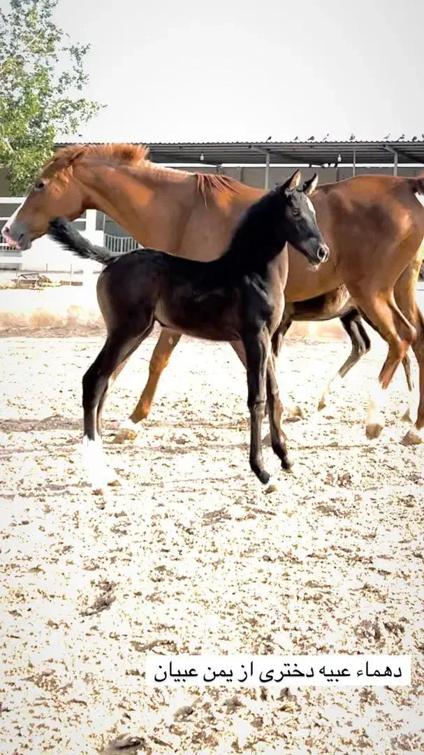 کارگر اسطبل سرایدار|استخدام سرایداری و نظافت|رباطکریم, رباطکریم|دیوار