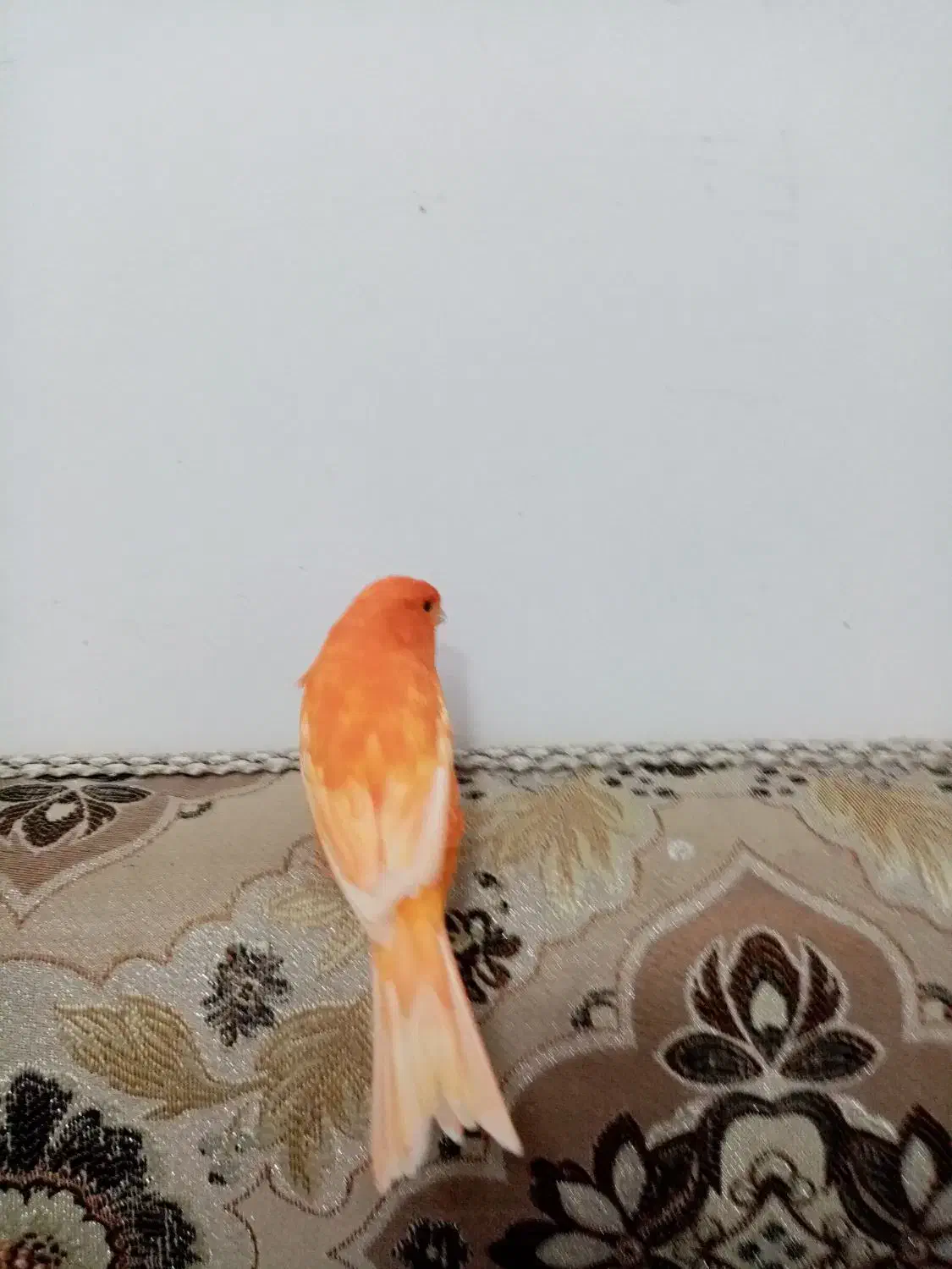 قناری سرخ|پرنده|شهرضا, |دیوار