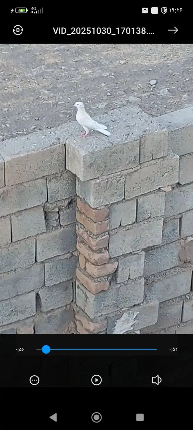 کبوتر|پرنده|طرهان, |دیوار