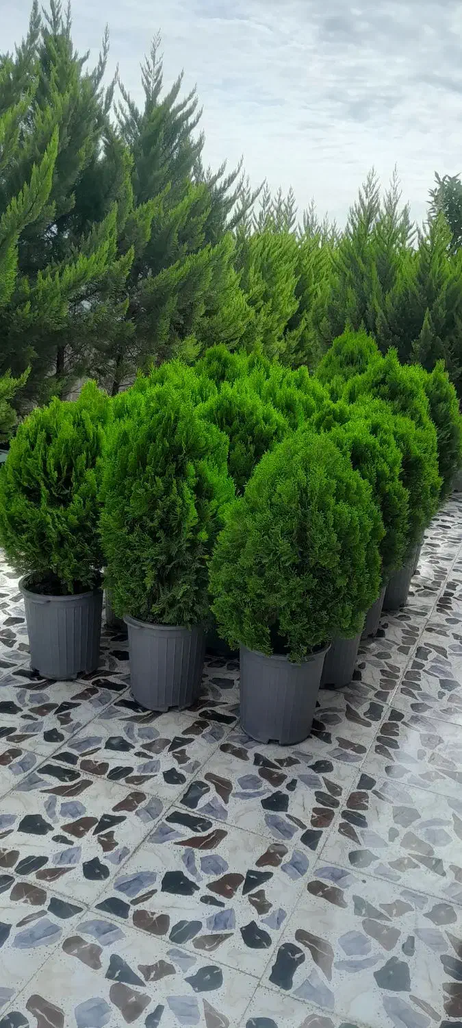 کاج لامیس|گل و گیاه طبیعی|رشت, یخسازی|دیوار