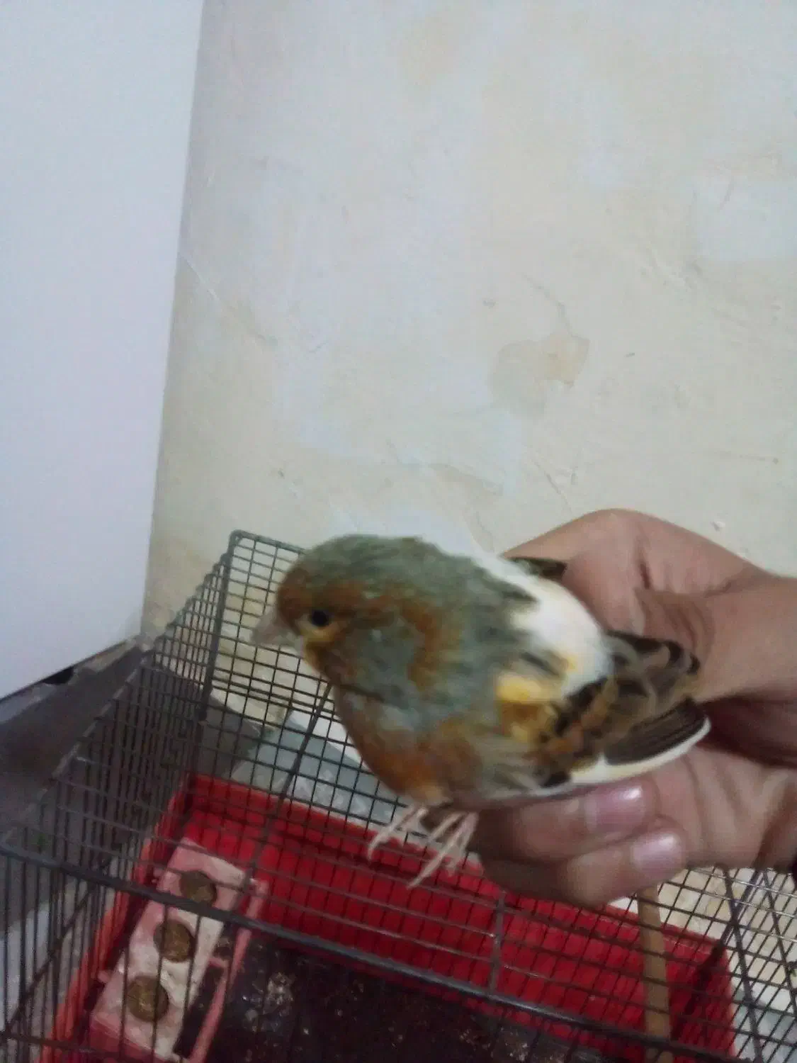 فروش قناری حراج حراج سالم سرحال|پرنده|ایلام, |دیوار