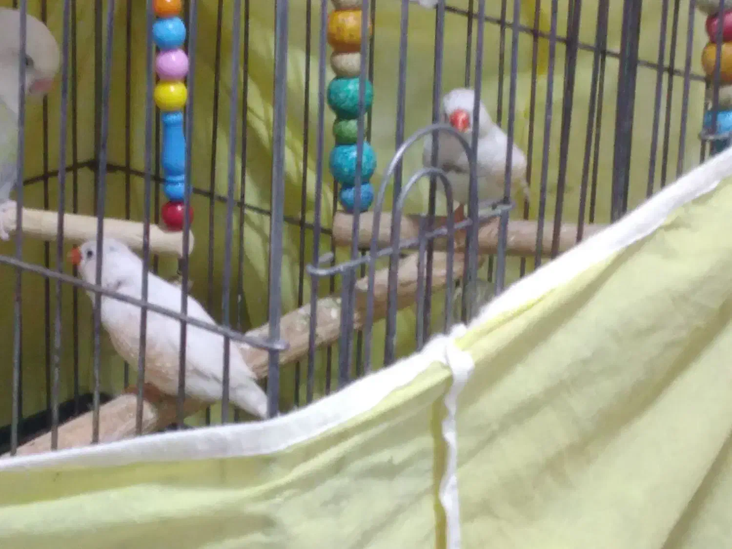 مرغ عشق و فنج|پرنده|قم, علی آباد|دیوار