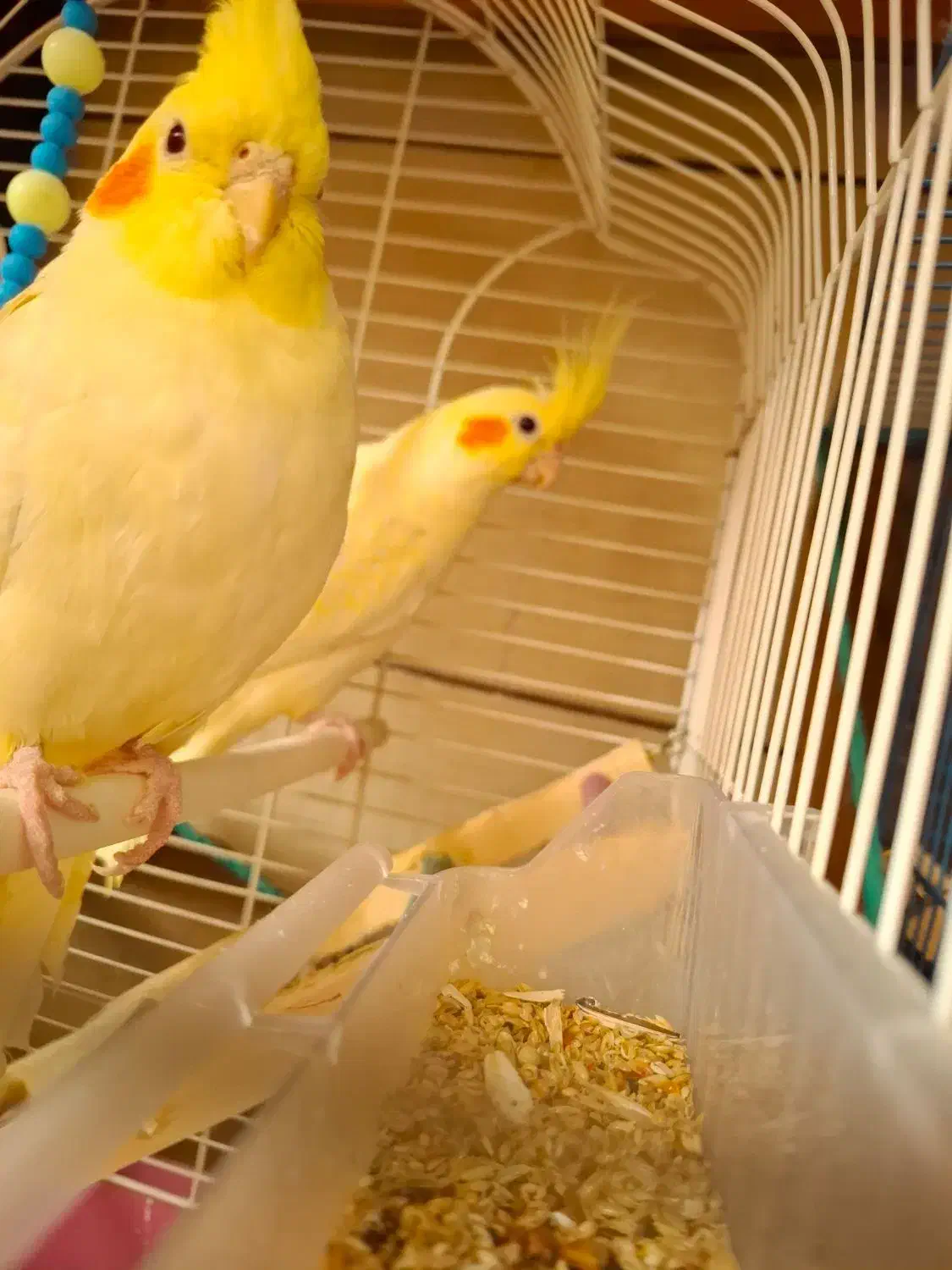 عروس هلندی|پرنده|کرمان, |دیوار