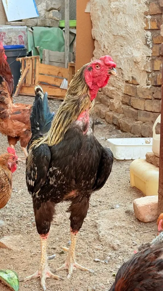 خروس|حیوانات مزرعه|گناباد, |دیوار