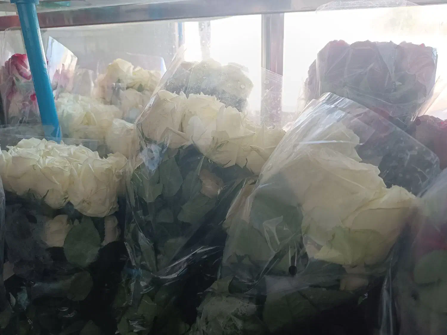 حراج استثنایی گل رزهلندی ممتازفقط شاخه ای۴۰|گل و گیاه طبیعی|برازجان, |دیوار