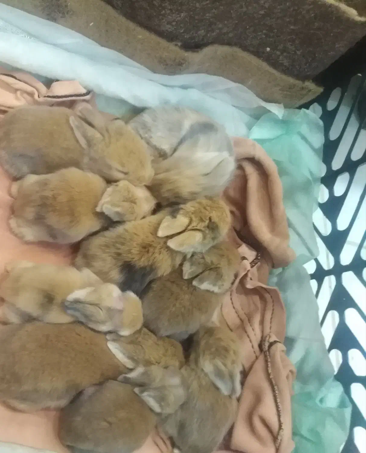 خرگوش لوپ جرسی پشمالو مینیاتوری|موش و خرگوش|شیراز, کوزه گری|دیوار