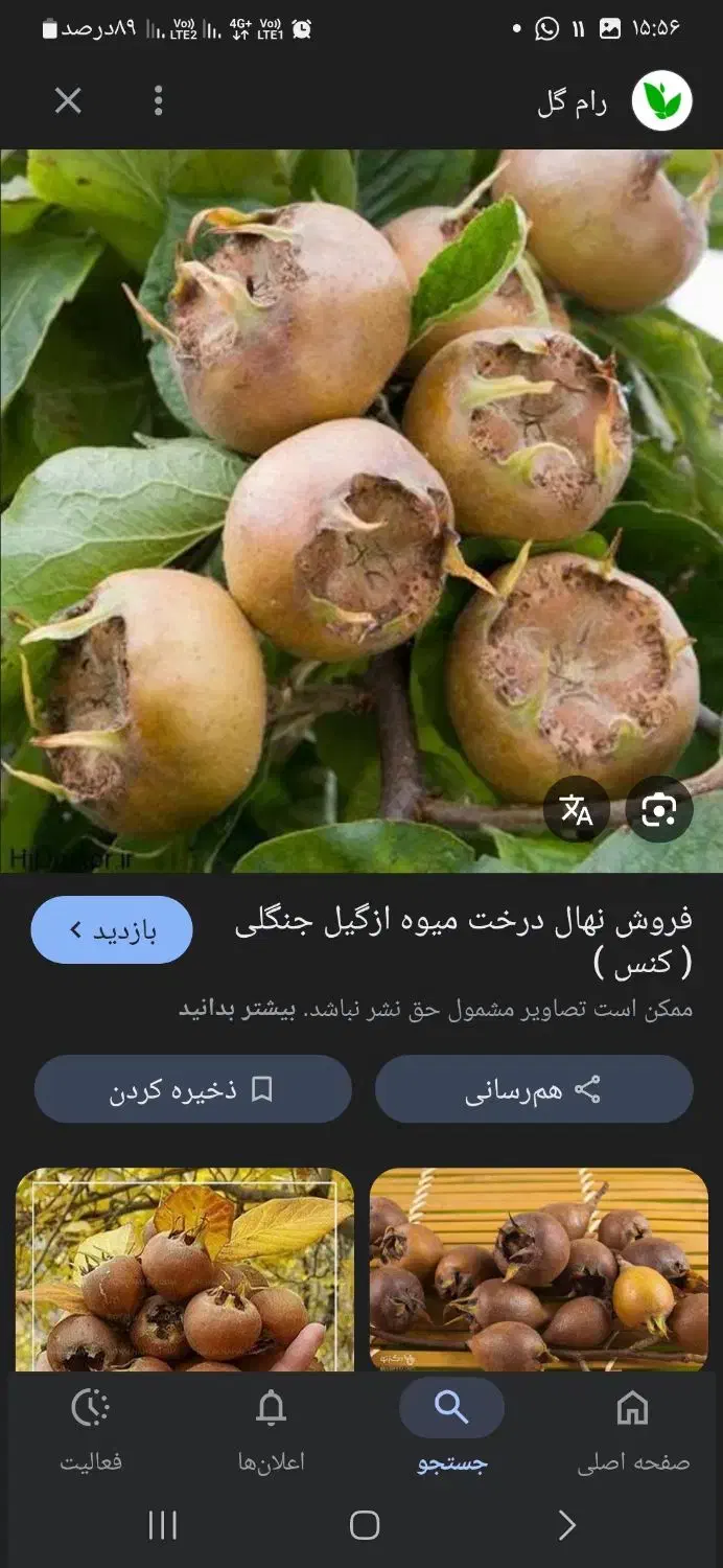 ازگیل وپرتقال شما را به قیمت مناسب خریداریم|خدمات باغبانی و درختکاری|اسالم, |دیوار