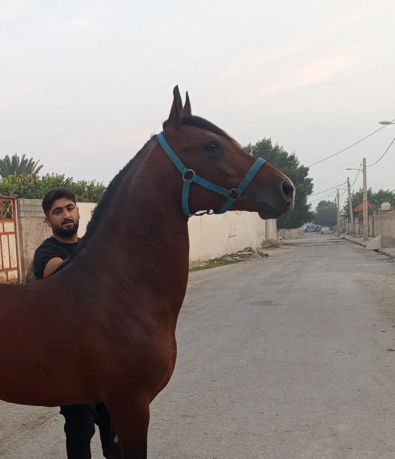 اسب عرب|اسب و تجهیزات اسبسواری|تهران, راه آهن|دیوار