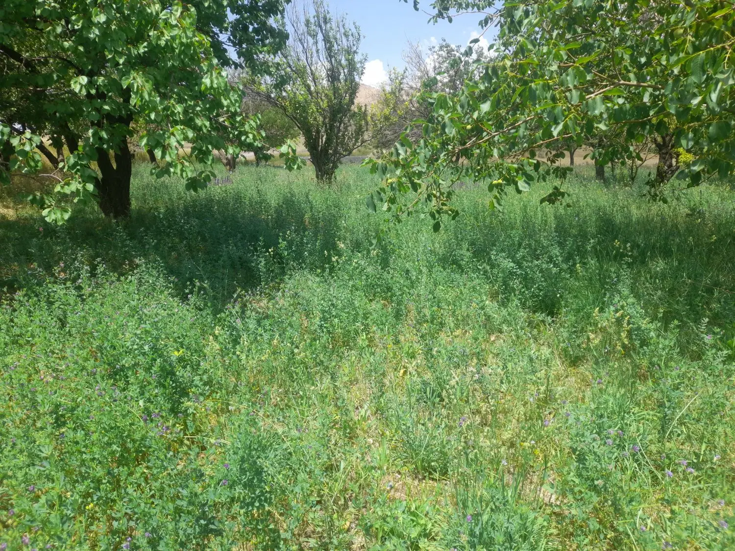 یونجه|خدمات باغبانی و درختکاری|نختالو, |دیوار